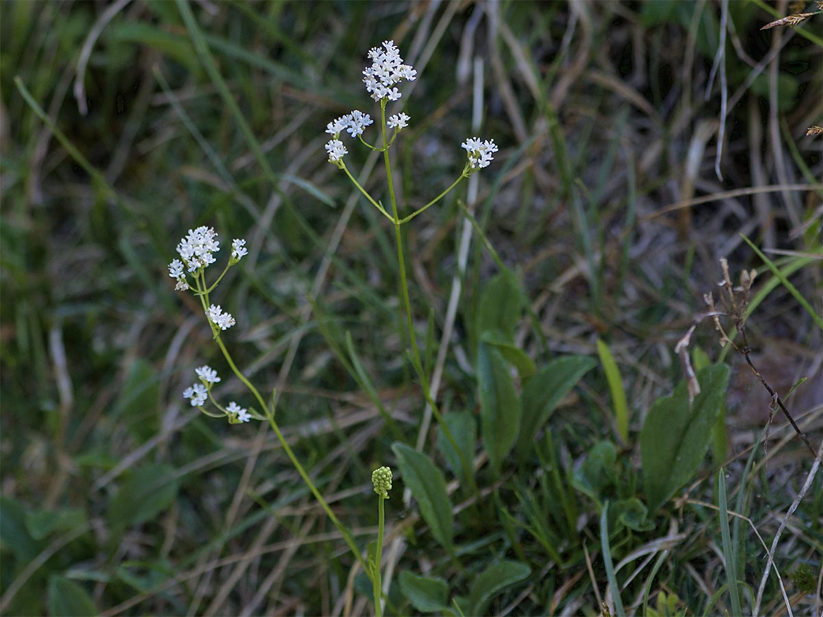 Valeriana saxatilis